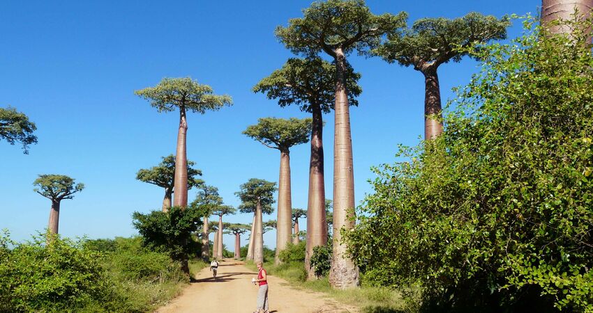 Madagaskar Mauritius Turu • Tüm Geziler Dahil • THY ile • 9 Gece 11 Gün                          